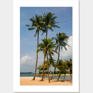 A palm lined beach in the tropics Posters and Art